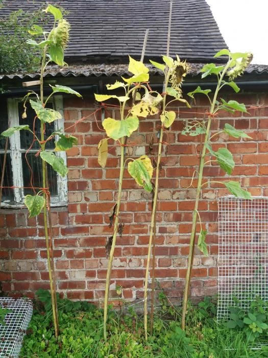 sunflower 3rd place