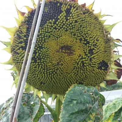 sunflower head 44cms