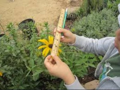 sunflower measuring