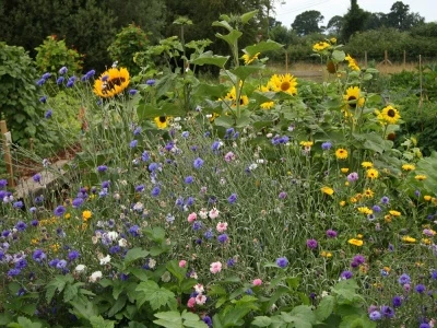sunflowers and more at allotments
