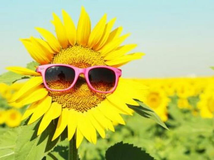 sunflowerwithsunglasses