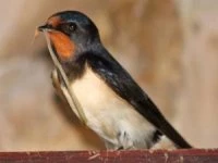 swallow