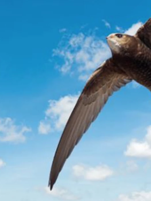 swift 2