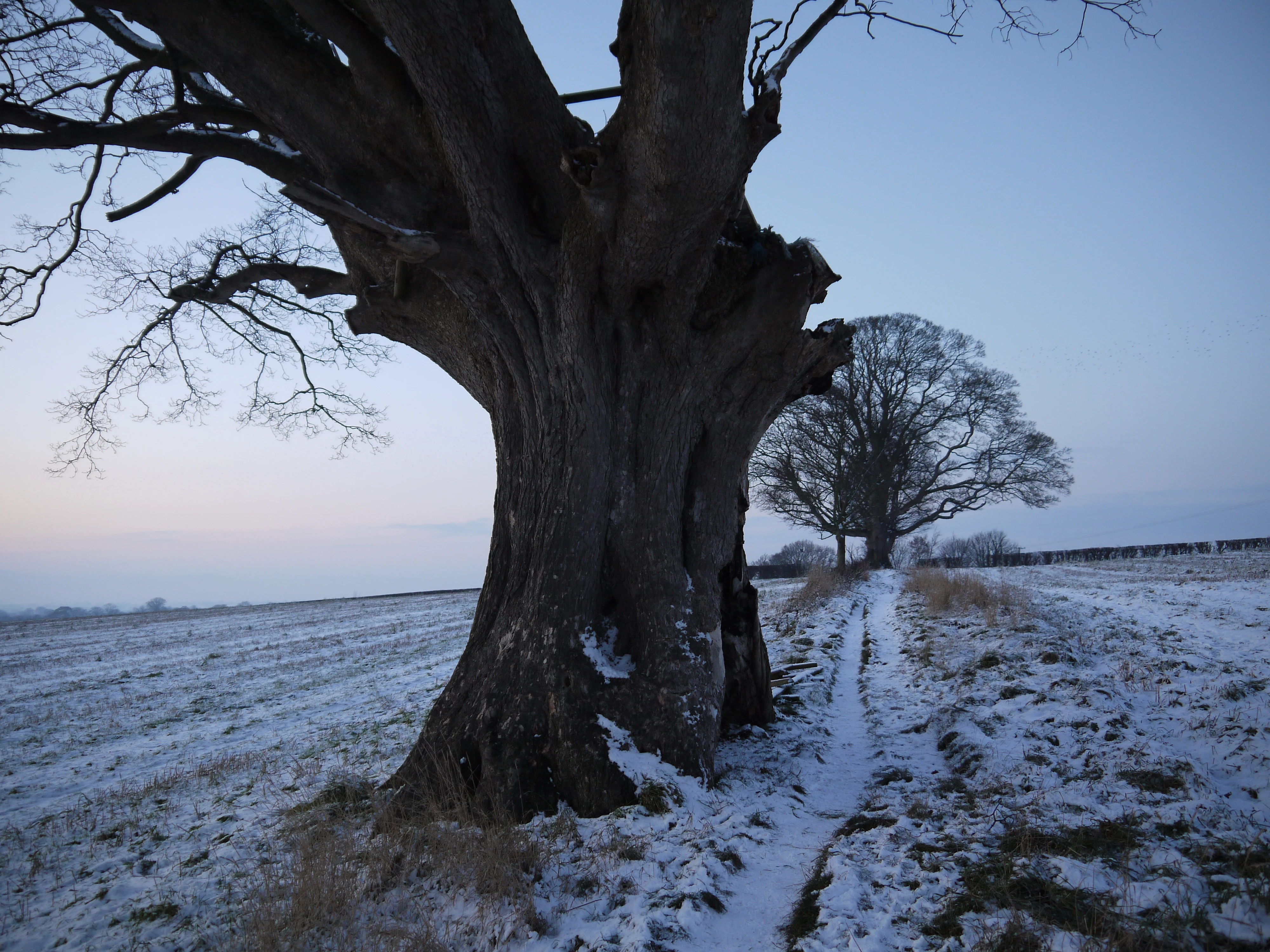 sycamore tree on the ox heys  winter scene