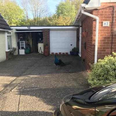 tarvin peacock image1 6