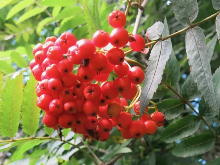 tcw rowan berries 3