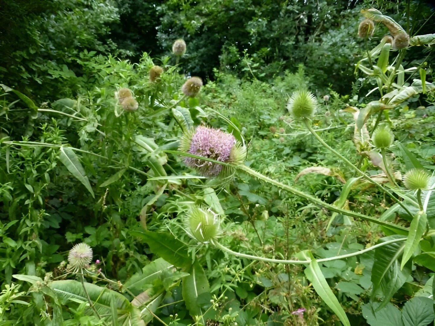 teasels 1