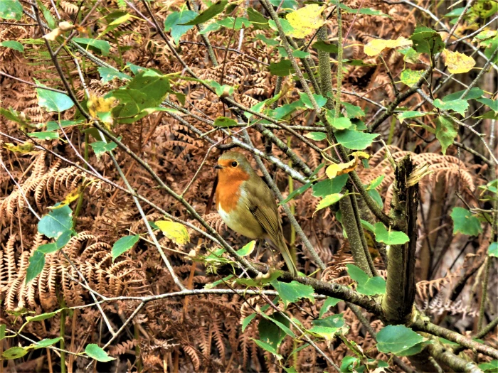 tf autumn robin