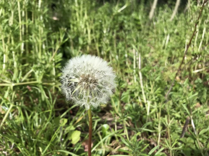 thistle