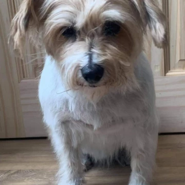 tilly