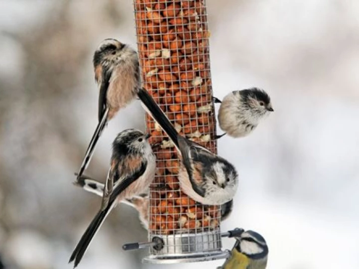 titsonfeeder1