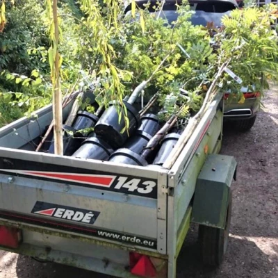 transporting the trees  sept 2020