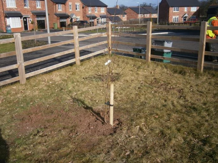 tree finally planted 2