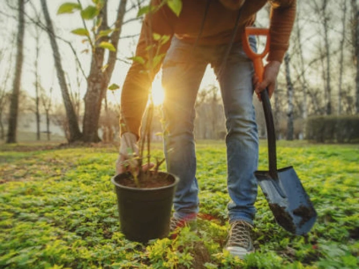 tree planting