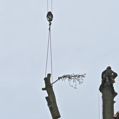 tree removal 12