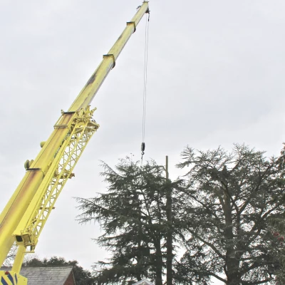 tree removal 4