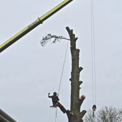 tree removal 7