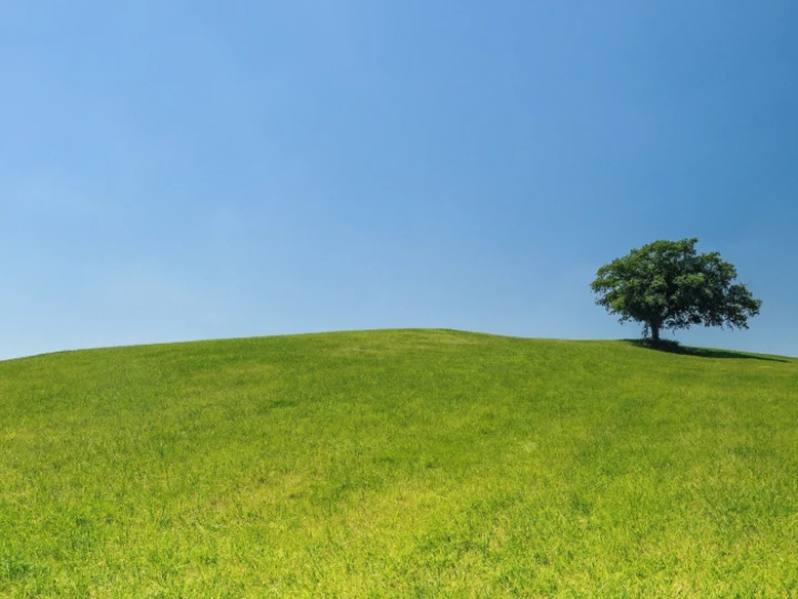 tree