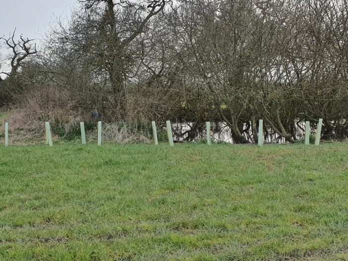 trees 3