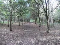 trees original