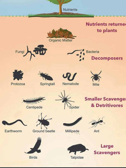 under the soil