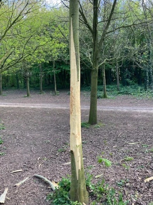 vandalism kills tree