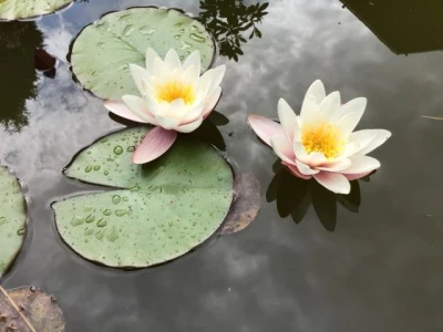 water lillies