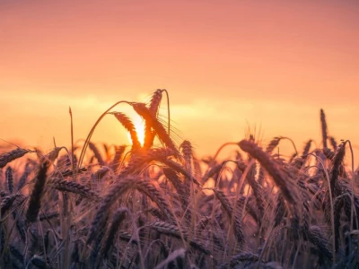 wheat-field-in-evening