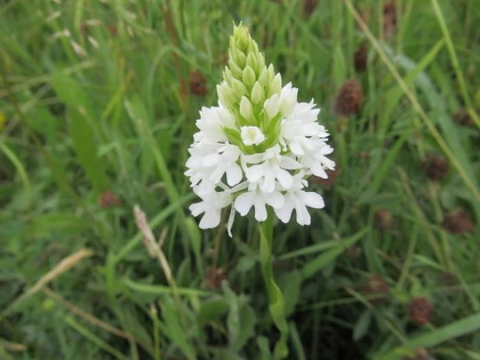 white pyramidal orchid june 2018