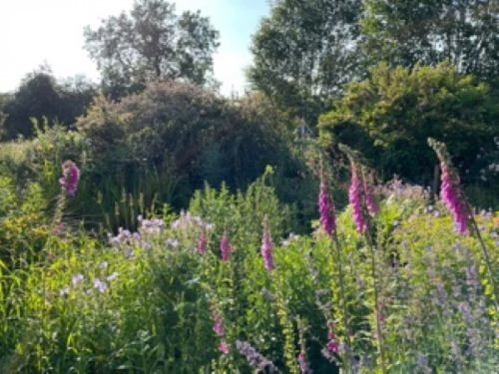 wild flower meadow 2