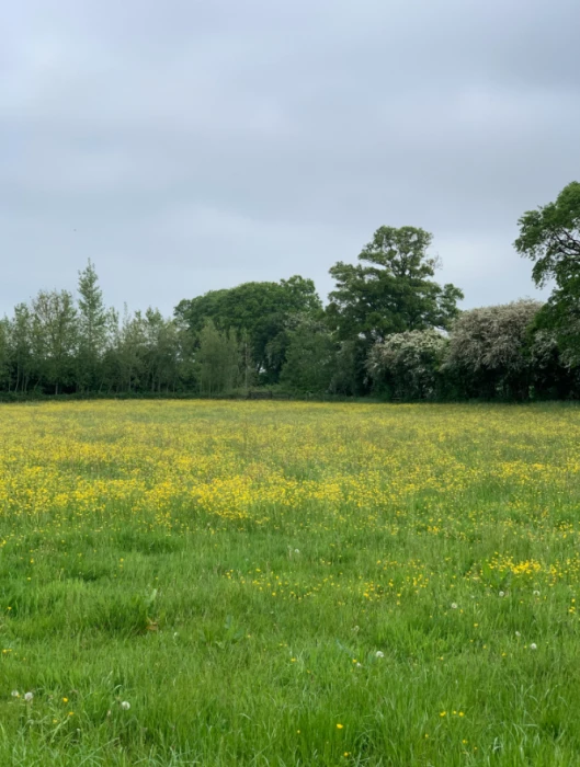 wildflower meadow
