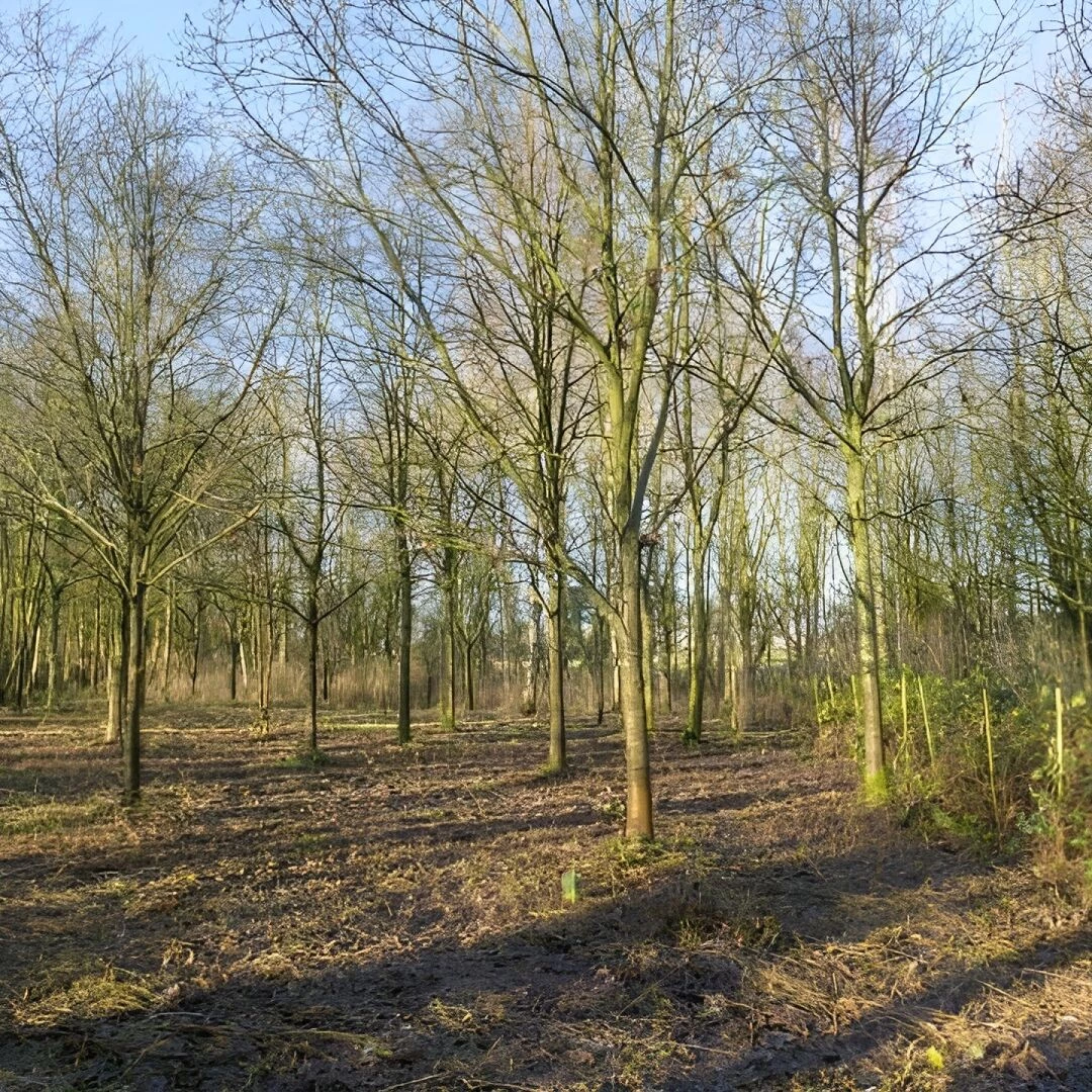 wilding area 6
