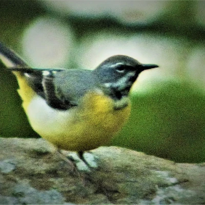 wildlife 4