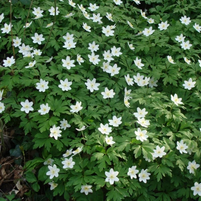 wood anemone 2