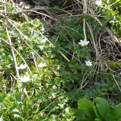 wood anemone