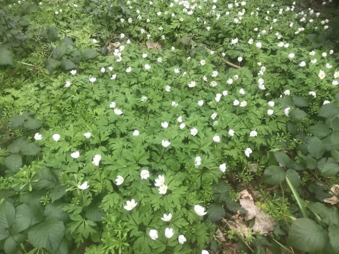 wood anemones in woodlands spring 2020