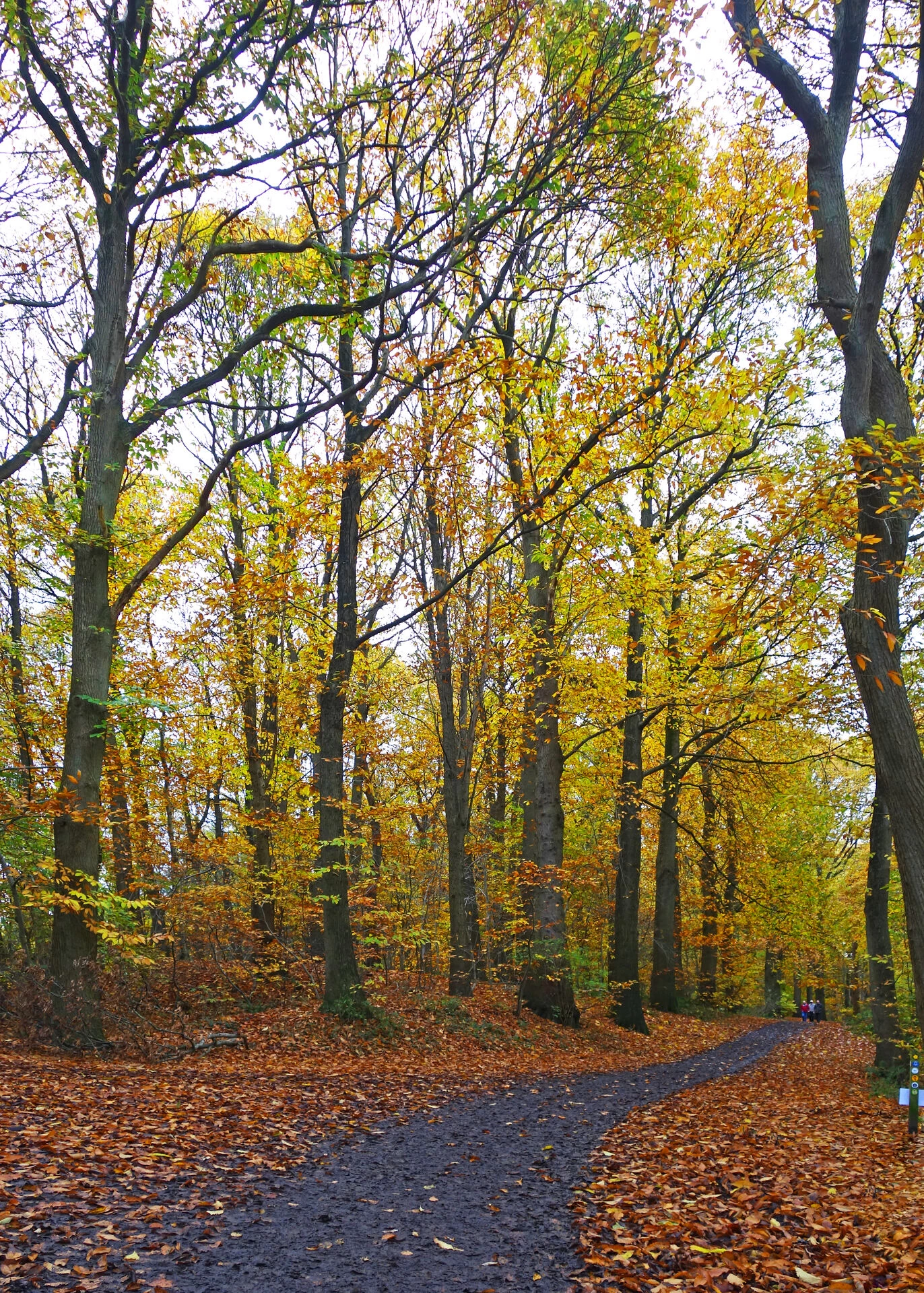 woodland paths delamere s02585