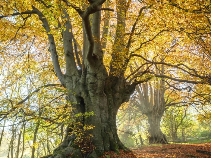 woodland trust
