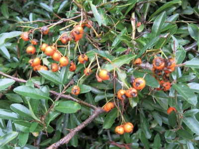 woodland walk autumn 2021 pyracantha