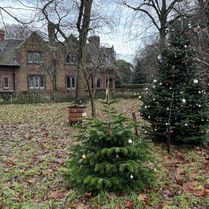 xmas trees