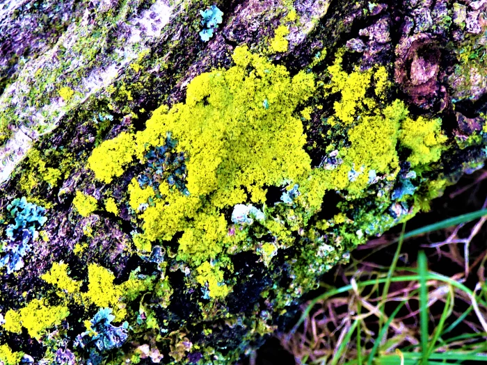 yellow lichen