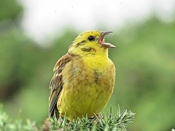yellowhammerythanestuaryjuly18 1 cropped